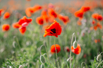 Blooming poppies close-up in spring in the month of May