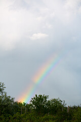 Rainbow on a background of blue sky and green trees