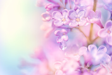 Fantasy lilacs flowers with water drop on petals close-up on blurred background with soft focus effect and copy space.