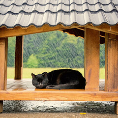 지붕 아래 잠자는 검은 고양이