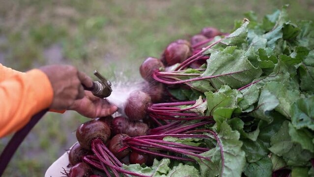 Hand with a hose washing freshly picked beets before taking them to the farmers market. Filmed in slow motion.