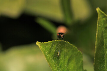 macro photo of housefly facing back