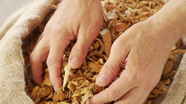 Slice dried turmeric spice in farmer hands, curcuma longa harvest, curcumin 