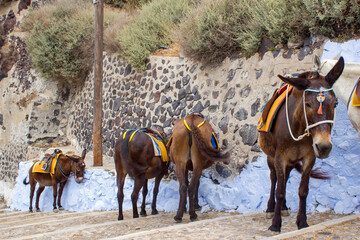 Donkeys (mules) on Stairs in Fira (Thira), Santorini Island, Greece