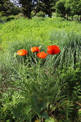 summer landscape. red poppies among green grass in a city park