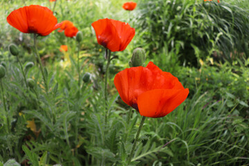 summer landscape. red poppies among green grass in a city park