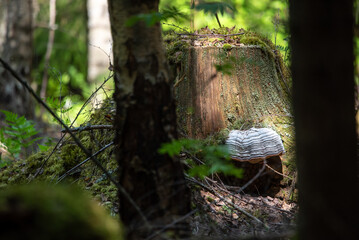 old tree stomp  in the forest with a  fongi