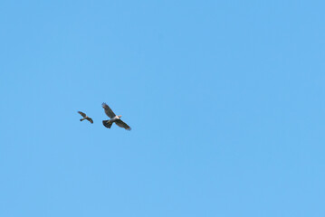 Eurasian goshawk (Accipiter gentilis) and Eurasian sparrowhawk (Accipiter nisus) in flight togeather