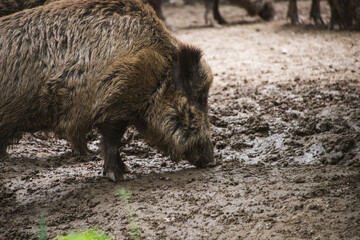 Group of wild boars