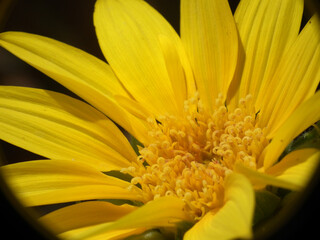 Fototapeta premium Girasole