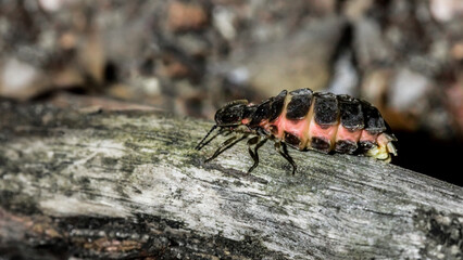 common glow worm, Lampyris noctiluca, firefly insect, glowing insect, luciferin, bioluminescence, green light, cold light, natural light
