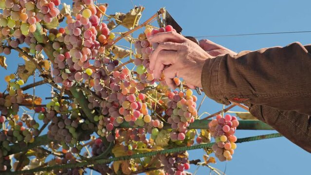Close-up of grapes harvest. Winemaker is cutting  picking ripe grape bunches with pruner from vines during wine harvest season in vineyard. Viticulture Growing organic grapes Lydia for wine production
