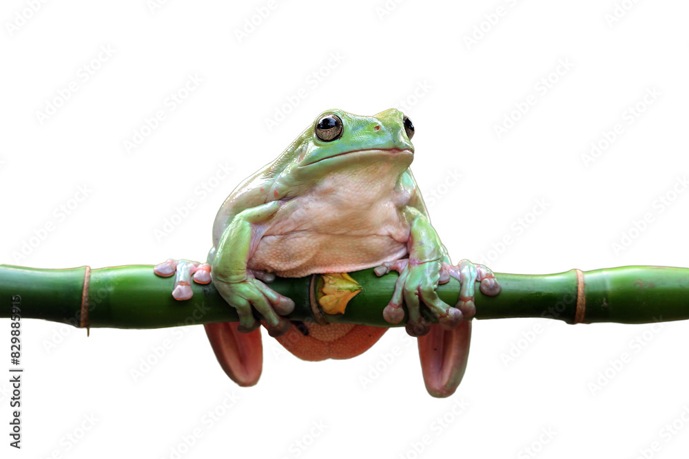 Wall mural dumpy frog 