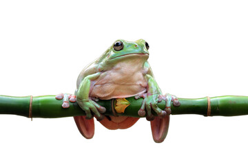 Dumpy frog "litoria caerulea" on branch, Dumpy frog on branch with isolated background, Tree frog on branch, amphibian closeup