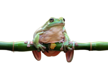 Dumpy frog "litoria caerulea" on branch, Dumpy frog on branch with isolated background, Tree frog on branch, amphibian closeup