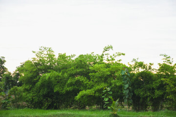 Obraz premium Bright green leaves at sunset