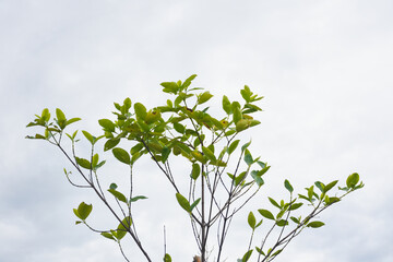 The sacred plant Carallia brachiata (scientific name: Carallia brachiata)