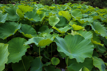 京都花園法金剛院の池を覆う蓮の葉