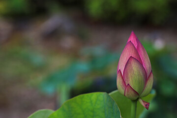 京都花園法金剛院の境内に咲く赤い蓮の花