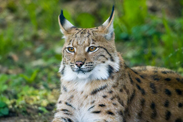 Obraz premium Portrait eines Luchses