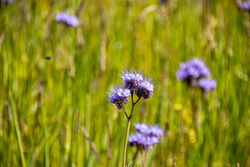 A beautiful bunch of lacy phacelia, blue tansy or purple tansy flowers in a flower bed