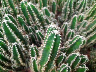 Cacti. Floral background of prickly cacti