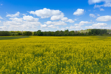 Photo of a beautiful farmers field with yellow Rapeseed plants used to make Canola oil or Rapeseed oil on a beautiful summers day with clouds in sky in the village of Kippax in Leeds West Yorkshire UK