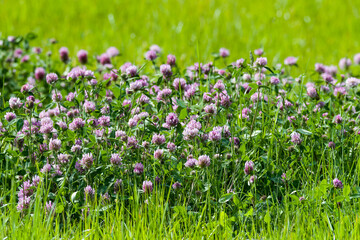 Fototapeta premium Blüten des Wiesenklee auf einer Wildblumenwiese