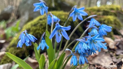 Blue Siberian scilla s spring blossom
