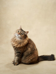 A majestic fluffy tabby cat sits gracefully, gazing upwards with keen interest. Pet in studio 