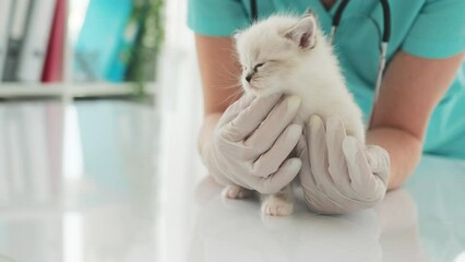 Sweet Little Kitten In Hands Of Vet At Veterinarian Clinic