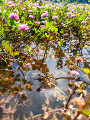 Close up view of pink wildflowers with reflections on the water in the meadow.