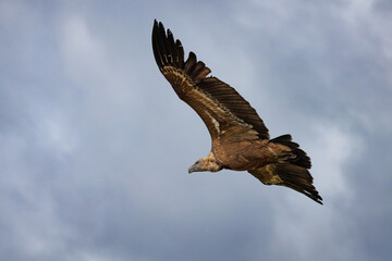 Fototapeta premium Buitre leonado, gyps fulvus, volando con fondo de nubes amenazando tormenta en el parque natural Sierra de Mariola, España