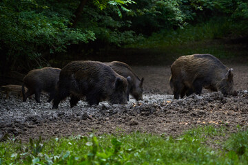 Herd of wild hogs rooting in the forest