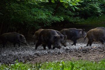 Herd of wild hogs rooting in the forest