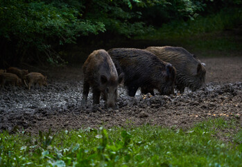 Herd of wild hogs rooting in the forest