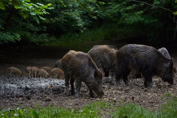 Herd of wild hogs rooting in the forest