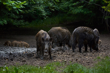 Herd of wild hogs rooting in the forest