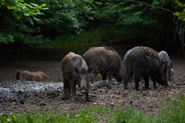 Herd of wild hogs rooting in the forest