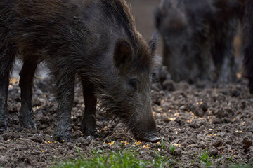 Herd of wild hogs rooting in the forest