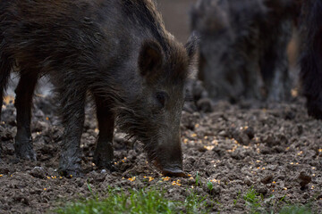 Herd of wild hogs rooting in the forest