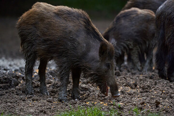 Herd of wild hogs rooting in the forest