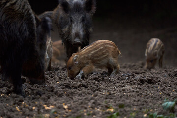 Herd of wild hogs rooting in the forest