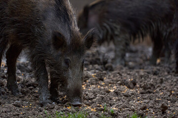 Herd of wild hogs rooting in the forest