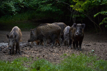 Herd of wild hogs rooting in the forest