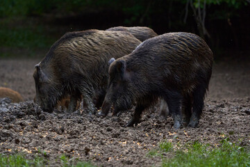 Herd of wild hogs rooting in the forest