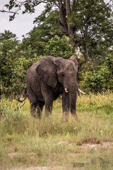 Obraz premium Bull elephant, loxodonta africana, in the grasslands of Amboseli National Park, Kenya. Front view