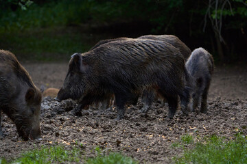 Herd of wild hogs rooting in the forest