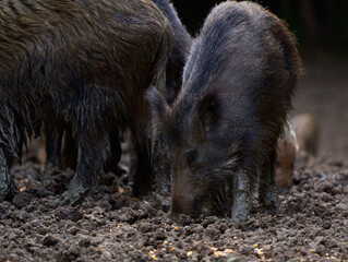 Herd of wild hogs rooting in the forest