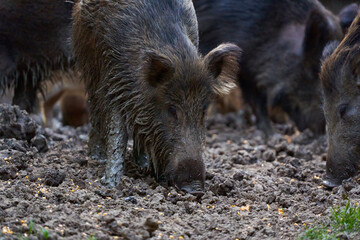 Herd of wild hogs rooting in the forest